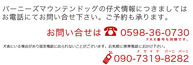 バーニーズマウンテンドッグの子犬情報につきましてはお電話にてお問い合わせください。ご予約も承ります。