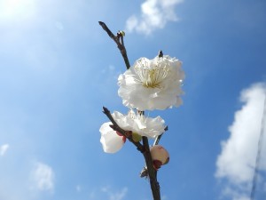 P3110943